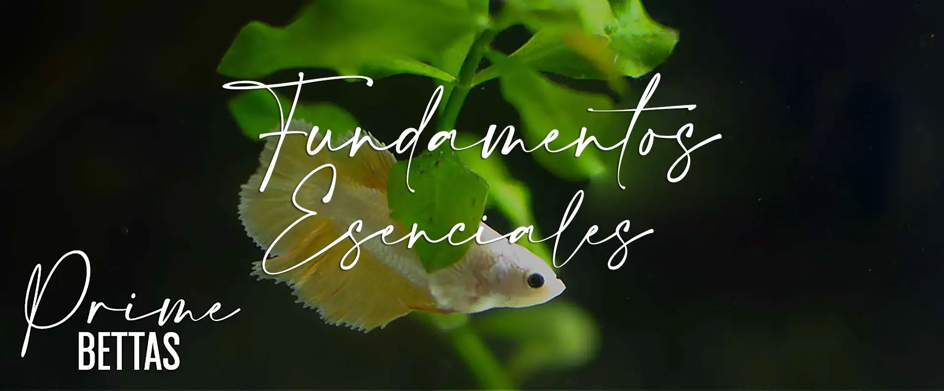 Se aprecia un hermoso pez betta que señala la página de cuidados esenciales del pez betta