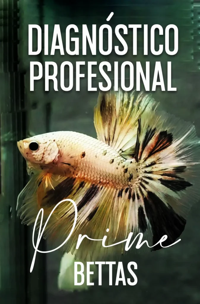 Se nota un pez betta lleno de salud y el título, diagnóstico profesional de peces betta en donde podrás descubrir que esta sucediendo con  tu pez betta