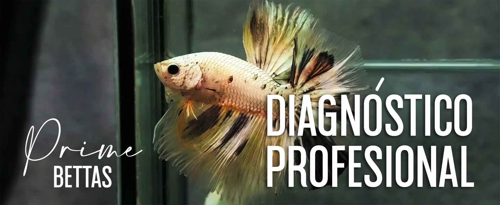 Se aprecia un pez betta haciendo Flare y el título diagnóstico profesional del pez betta, en donde prime bettas realiza una evaluación de tu pez betta