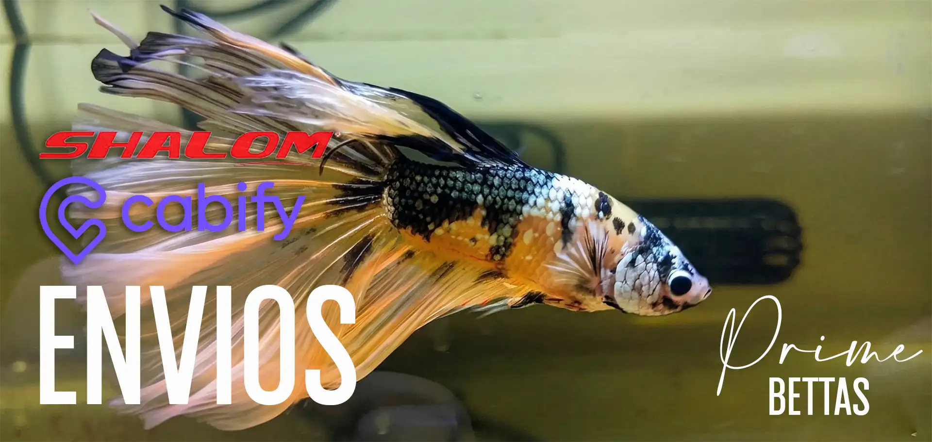 Observamos un magnifico ejemplar de un pez betta, junto con el título Envios de Prime bettas, en el cual se señala que las ventas de peces betta vienen acompañadas del servicio de envío a través de la empresa Shalom y Cabify.