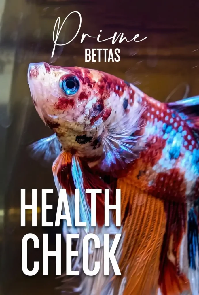 Se aprecia un betta hermoso con mucha salud y el título betta health check que es un servicio que Prime Bettas ofrece para dar seguimiento a los peces betta de sus clientes.