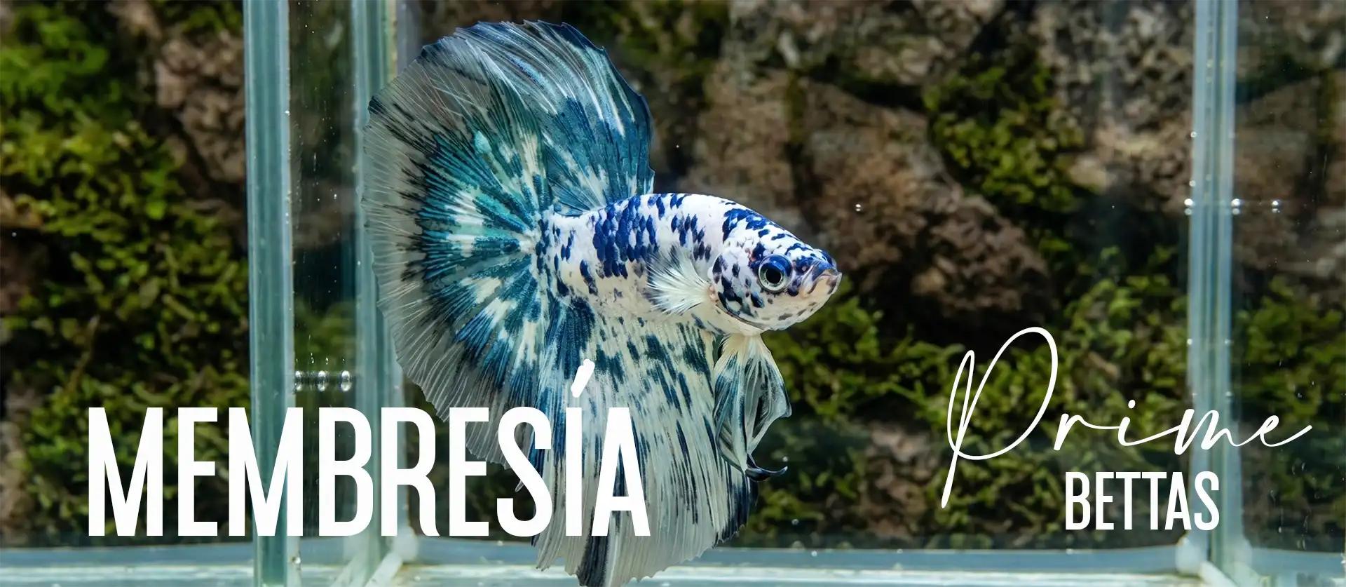 Podemos apreciar un bellísimo pez betta, y un título introductorio que señala que en Prime Bettas se dan membresías a nuestros seguidores para que tengan apoyo continuo en el cuidado de sus peces betta