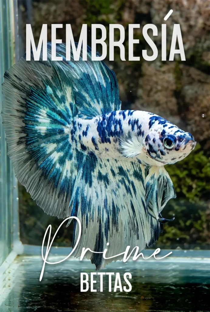 Podemos observar un hermoso pez betta marmol, con le título Membresía, ya que en Prime Bettas damos membresías a nuestros clientes para que aprendan todo acerca de los peces betta