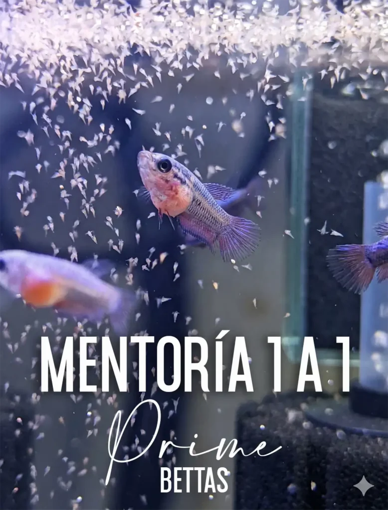 Se aprecian alevines de peces betta y el título mentoría 1 a 1 de Prime Bettas, donde personalmente se orienta al cliente en lo que necesite en referencia al pez betta