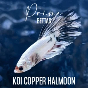 Pez Betta Koi Copper Halfmoon Dark Tail con cuerpo claro y aletas oscuras nadando en acuario.