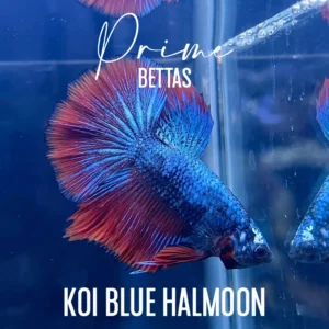 Pez Betta Koi Blue Sparkle Halfmoon con cuerpo azul metálico y aletas rojizas nadando en acuario.