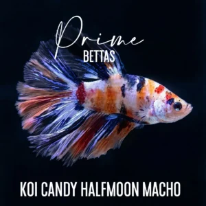 Pez Betta Koi Candy Halfmoon Macho con patrón multicolor rojo, blanco y naranja nadando en acuario.