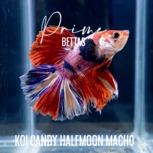 ez Betta Candy macho con aletas largas de color rojo, naranja y blanco nadando en acuario.