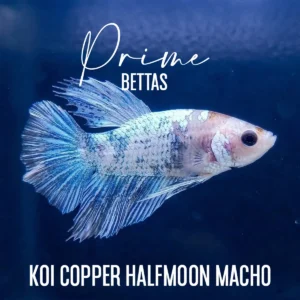 Pez Betta Koi Copper Halfmoon Macho con coloración clara metálica y aletas amplias nadando en acuario
