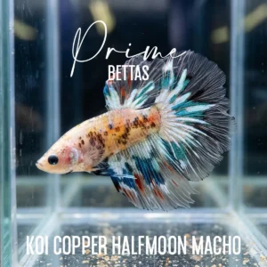 Pez Betta Koi Copper Halfmoon Macho de Prime Bettas con patrón claro, tonos cobre y aletas amplias