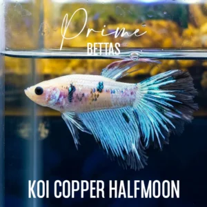 Pez Betta Koi Copper Halfmoon macho blanco con aletas azul metálico nadando en acuario.
