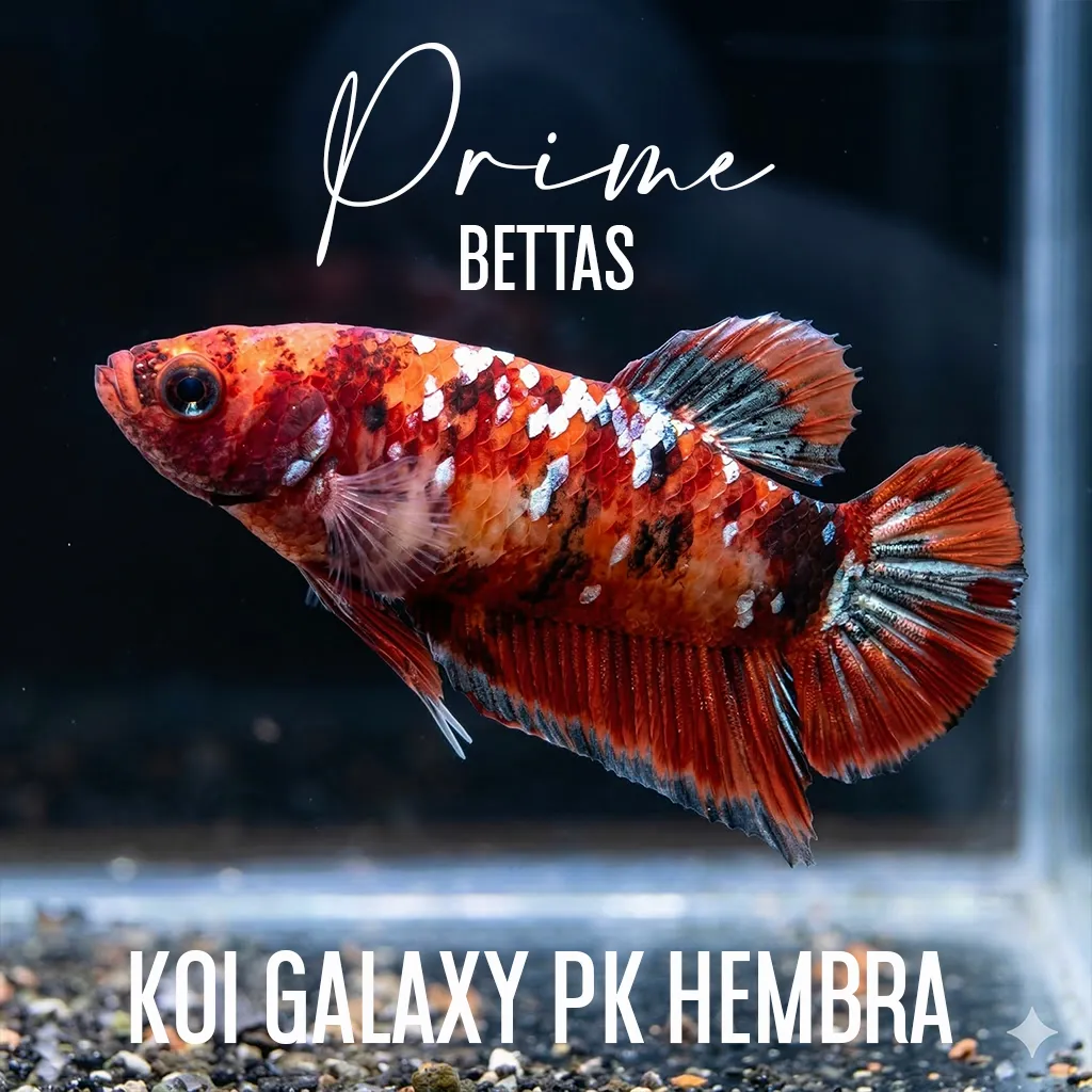 Pez Betta Koi Galaxy Plakat hembra roja con escamas metálicas nadando en acuario.