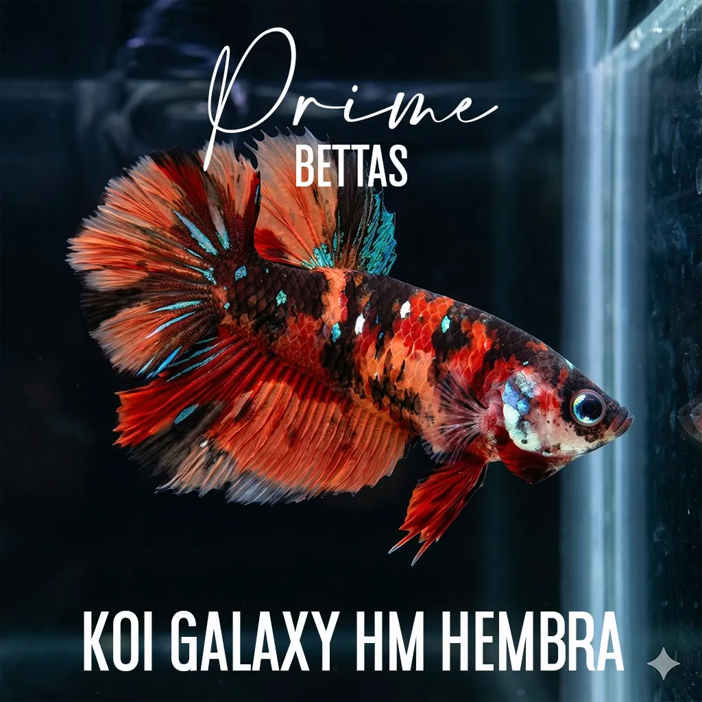 Pez Betta Koi Galaxy Halfmoon Rosetail hembra con colores rojo, negro y escamas metálicas nadando en acuario.