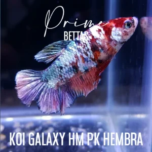 Pez Betta Koi Galaxy Plakat hembra con escamas metálicas y patrón rojo blanco nadando en acuario.