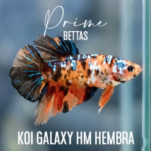 Podemos apreciar un hermoso pez betta koi galaxy hembra disponible en la tienda de prime bettas
