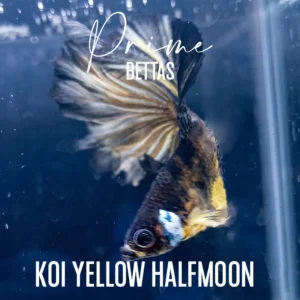 Pez Betta Koi Yellow Halfmoon macho con patrón amarillo y negro nadando en acuario.