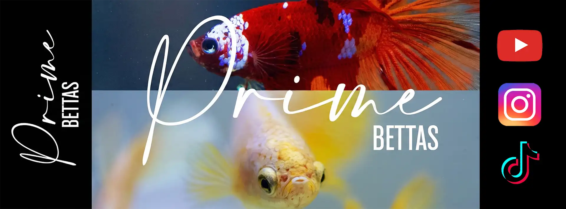 Observamos en la imagen distintas variedades de peces betta, y los iconos de las redes sociales de prime bettas la tienda especializada en la venta de peces betta